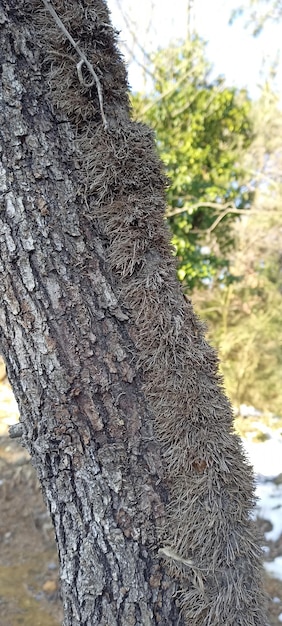 Foto natural de fondo de textura de árbol