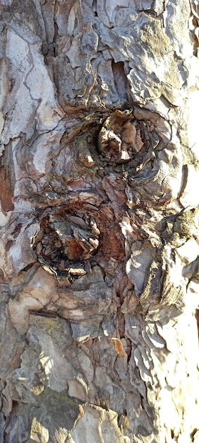 Foto natural de fondo de textura de árbol