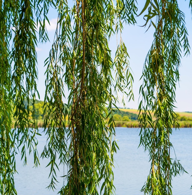 Foto de la naturaleza alrededor del hermoso lago azul en verano