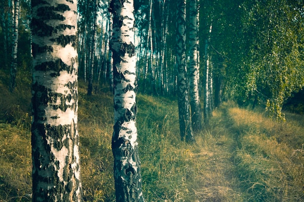 Foto de naturaleza retro de flor