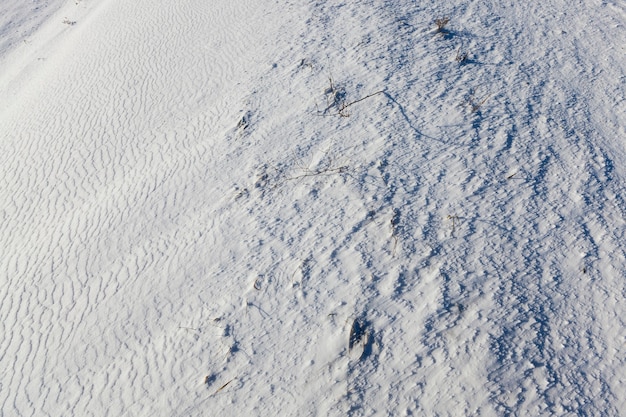 Foto nieve después de una nevada, que se encuentra en el campo en invierno, primer plano Pequeña profundidad de campo, raros tallos secos de plantas se adhieren a la nieve