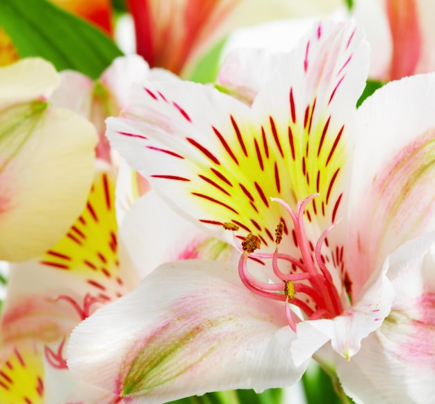 Foto orquídea branca de perto