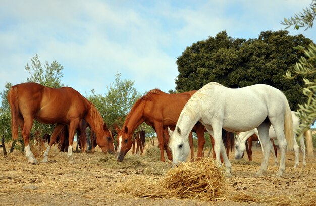 Foto de paisaje de caballos blancos y marrones comiendo hierba