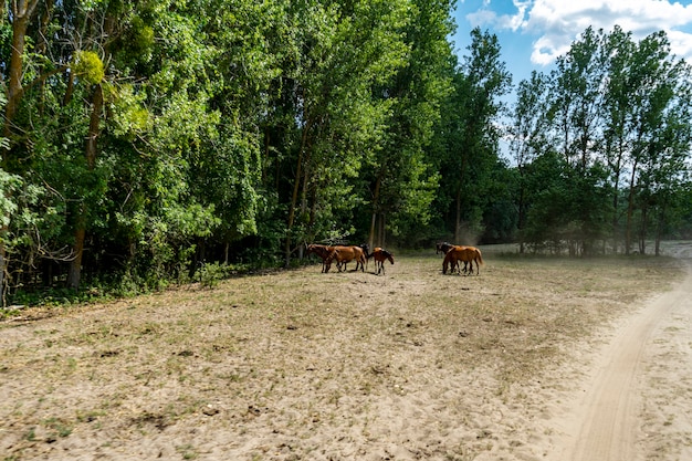 Foto de paisaje de caballos salvajes en el bosque de Caraorman, Delta del Danubio, Rumania, día de verano, 2021