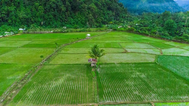 Foto del paisaje de un campo de arroz en la aldea Brayen Aceh Besar distrito Aceh Indonesia