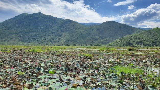 Una foto de un paisaje de estanques de loto y montañas