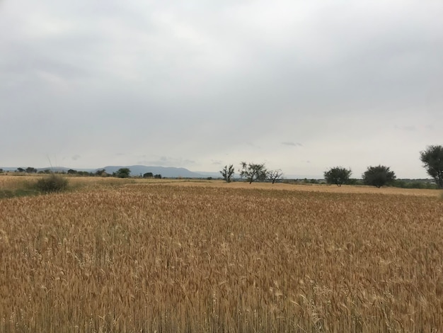 Foto paisaje de la granja de verano campo de trigo cosecha de cultivos
