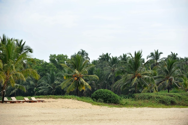 Foto paisaje de palmeras y playa en Goa.