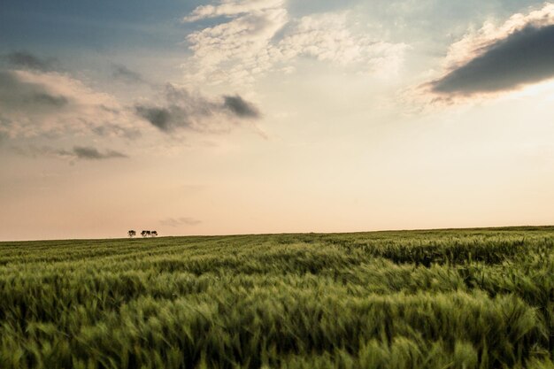 Foto de paisaje de pradera