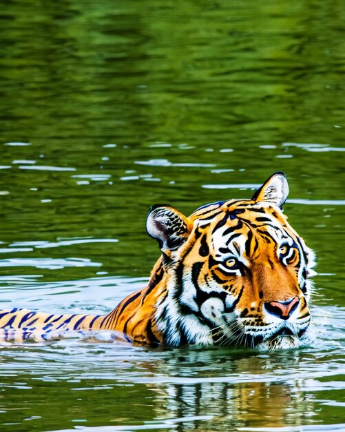 Foto de paisaje de primer plano de un tigre rayado con hierba verde