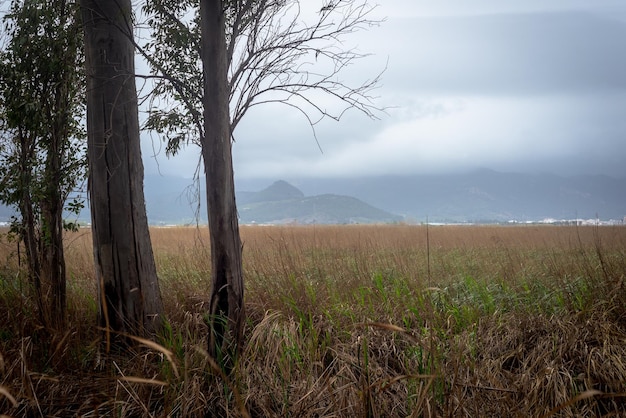 Foto paisajística de la vista a la montaña debido a los árboles de los pantanos en un día nublado