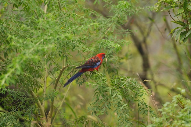 Foto foto de los pájaros rojos en australia