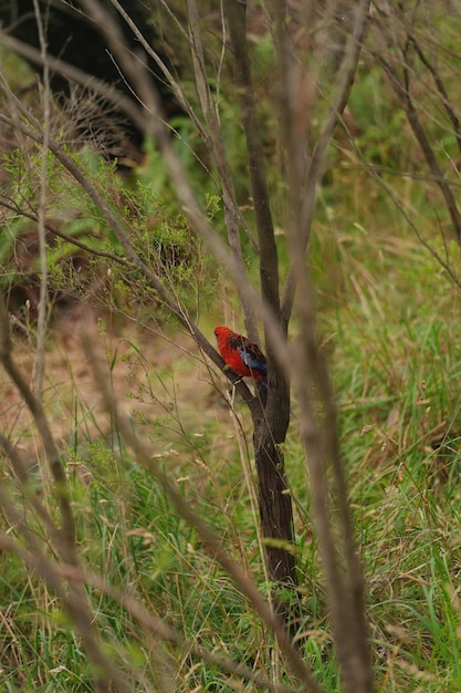 foto de los pájaros rojos en Australia