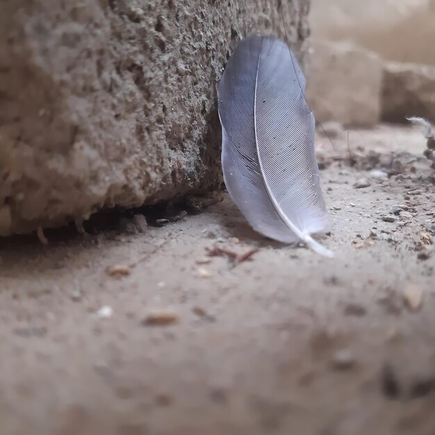 Foto foto de una paloma gris oscura pluma colocada entre superficies rocosas