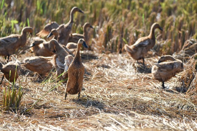 Foto patos tomando el sol en los arrozales