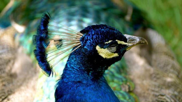 La foto del pavo real macho azul