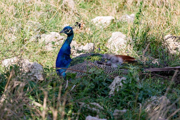 Foto de un pavo real macho guapo sentado en la hierba