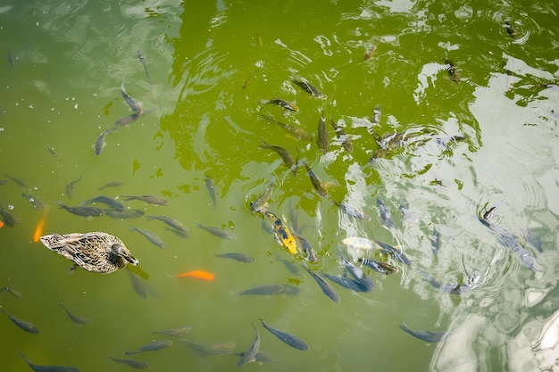 Una foto de peces nadando en un lago.