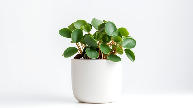 Foto de Peperomia en maceta minimalista como planta de interior para la decoración del hogar.