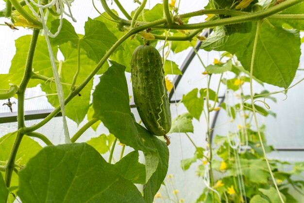 foto de un pepino de arbusto en el jardín