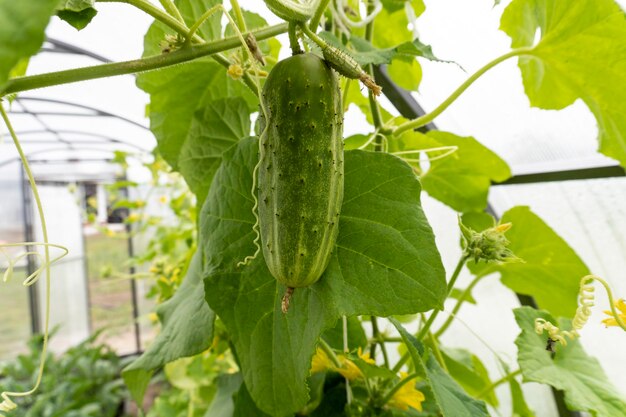 foto de un pepino de arbusto en el jardín