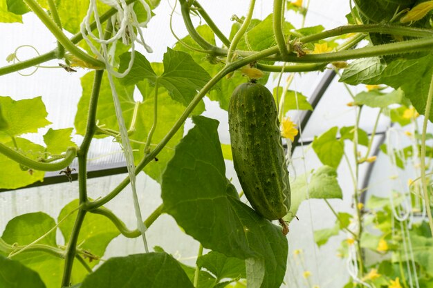 foto de un pepino de arbusto en el jardín