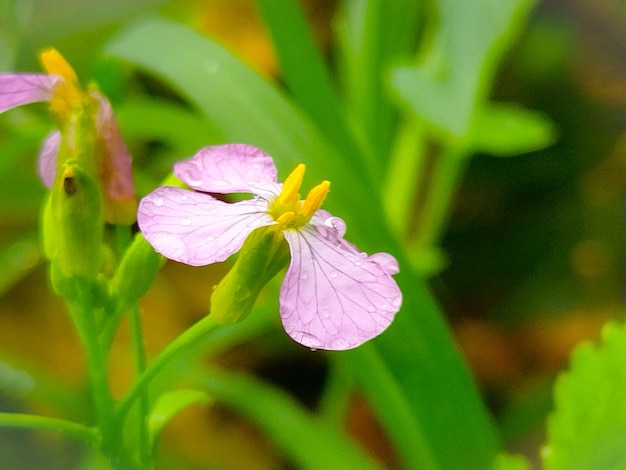 Foto foto de una pequeña flor