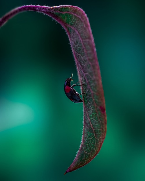 Foto de una pequeña mariquita trepando por la hoja.