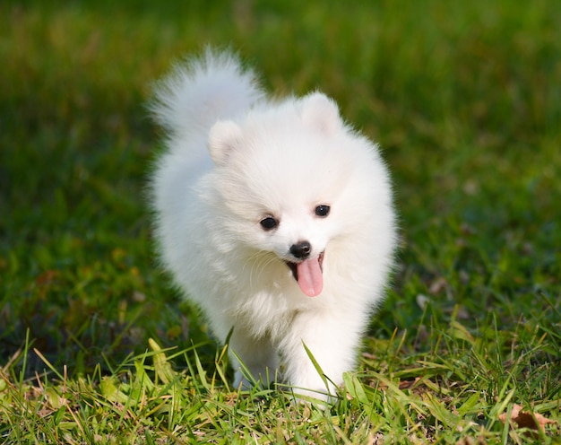 Foto de un pequeño cachorro Pomerania blanco sonriente a pasear.