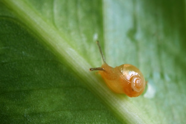 Foto de un pequeño caracol arrastrándose sobre una hoja verde