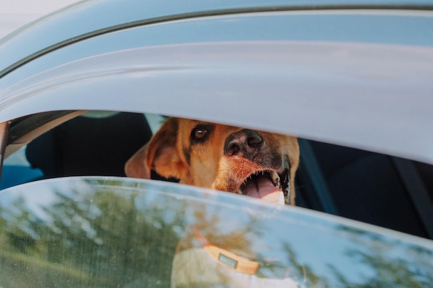 Foto de un perro abandonado en un automóvil durante un caluroso día de verano Cuidado de animales Dueño responsable del perro