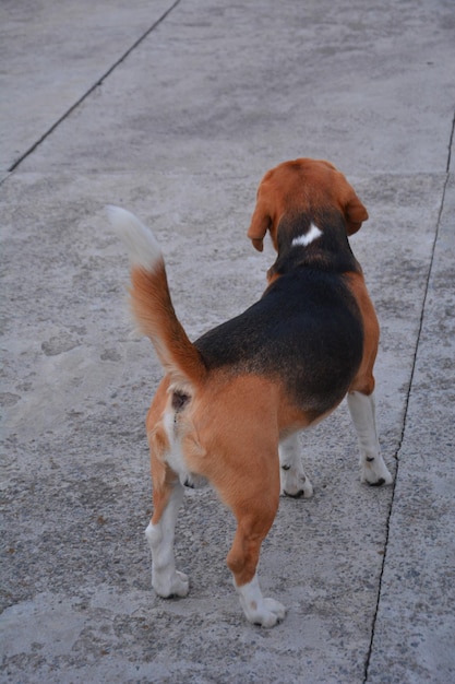 foto de un perro beagle de espaldas con la cola hacia arriba
