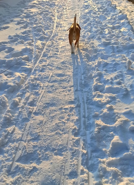 Foto de un perro beagle paseando en invierno