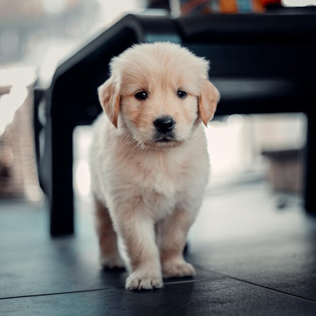 Foto una foto de un perro lindo.