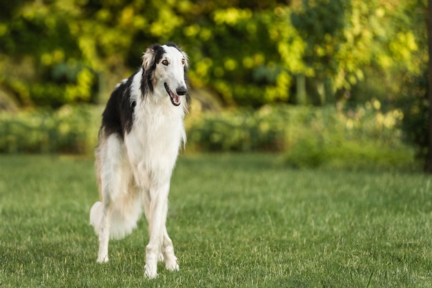 Foto de un perro lobo ruso de cuerpo entero en el espacio libre del patio trasero para la inserción