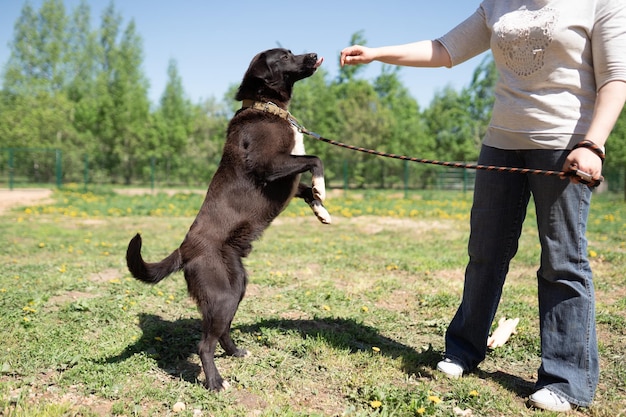 Foto foto de perro negro con correa y mujer caminando en el parque