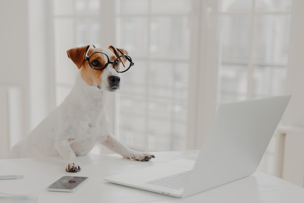 La foto de un perro de pedigrí ocupado usa grandes espectáculos redondos ocupados trabajando en una computadora portátil se sienta frente a la pantalla rodeada de poses de dispositivos modernos en el espacio de coworking Tecnología de animales