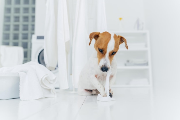 Una foto de un perro travieso juega con poses de lino lavado en el suelo cerca de un tendedero en el cuarto de lavado Concepto de animales y lavado