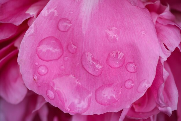 Foto de pétalos de flores de peonía rosa morado mojado con gotas de lluvia o de rocío