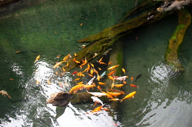 foto de un pez dorado nadando en un estanque natural