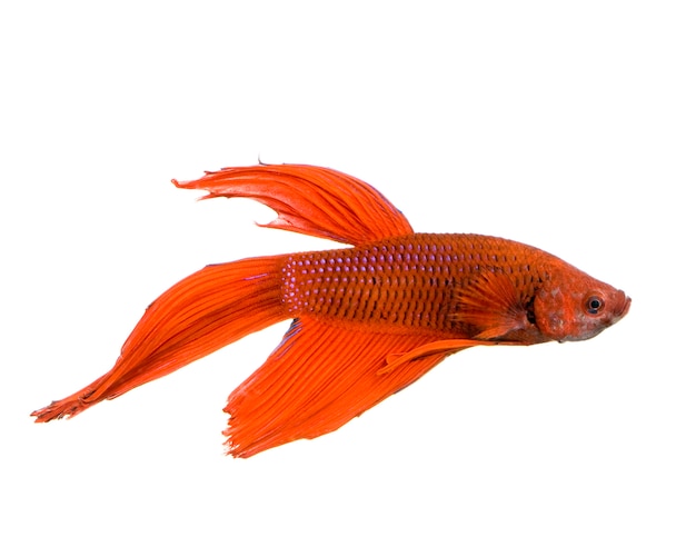 Foto de un pez luchador siamés rojo bajo el agua delante de un fondo blanco.