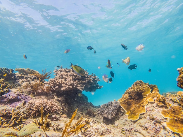 Foto de un pez tropical en un arrecife de coral