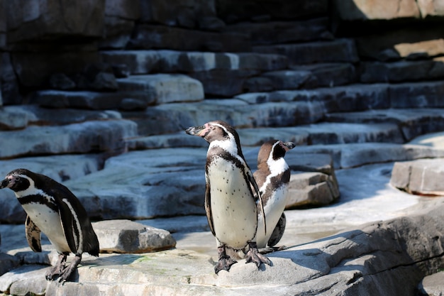 Foto foto de pingüinos disfrutando del sol