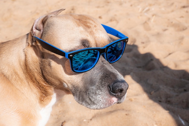 Foto de un pit bull en gafas de sol.