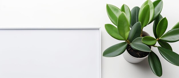 Foto foto de una planta de maceta minimalista contra una pared blanca con un amplio espacio de copia con espacio de copia