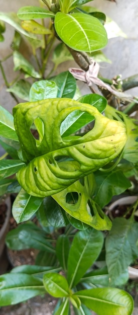 Foto de la planta monstera de Adanson tomada de cerca