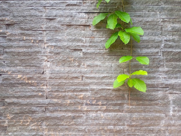foto de una planta trepadora con un espacio para el texto en el fondo
