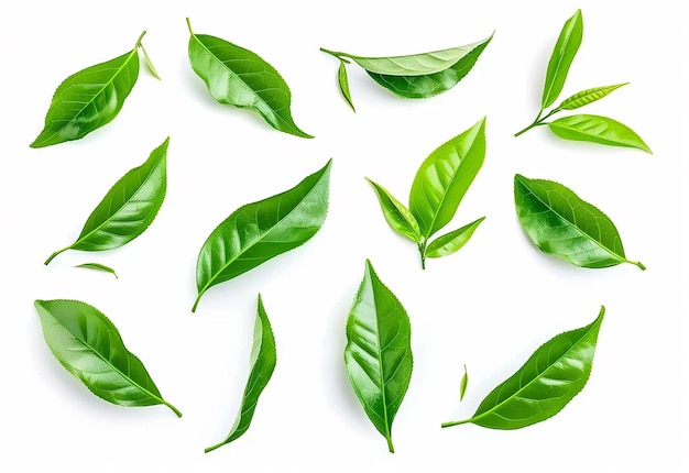 Foto foto de plantaciones de té verde por la mañana con brotes y hojas de té en blancos aislados