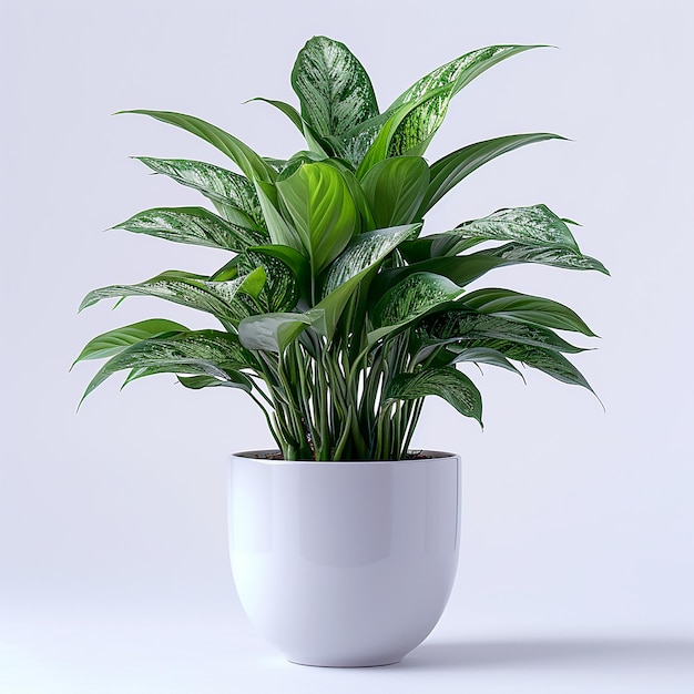 Foto de plantas de interior Aglaonema de hoja perenne china en una olla blanca sobre un fondo blanco aislado