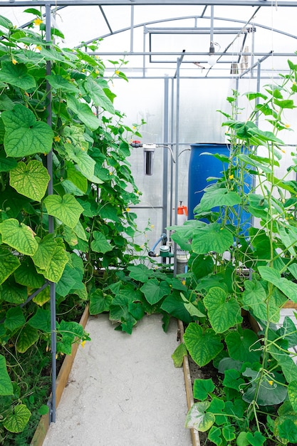 Foto foto de plantas de pepino que crecen dentro de un invernadero.